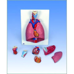 Lung model with Larynx 7-Part